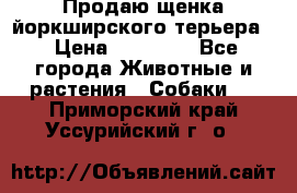 Продаю щенка йоркширского терьера  › Цена ­ 20 000 - Все города Животные и растения » Собаки   . Приморский край,Уссурийский г. о. 
